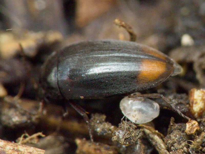 Eucinetus haemorrhoidalis (Germar, 1818)